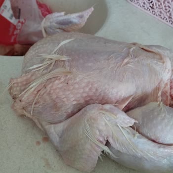 HasTavuk Tavuğun Tüylerinin Doğru Temizlenmemesi