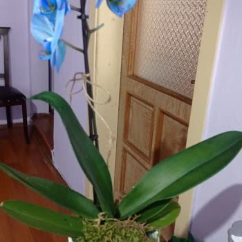 ÇiçekSepeti Çiçek Siparişinin Eksik Gelmesi