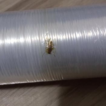 BİM Protex Streç Filmden Böcek Çıktı