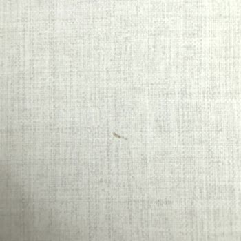 Bellona Ahşap Mobilya Boya Atma