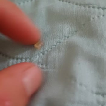 Kundakçı Yer Fıstığı (osmaniyeyerfistigi.com) Cam Kırıkları Var