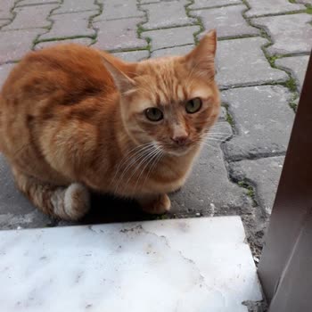 İstanbul Veteriner Hekimler Odası Vet Medica Dan Şikayetçi Yim