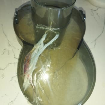 Kiwi Home Kiwi Meyve Sıkacağı Besleme Ağzı Çatladı!