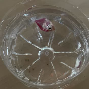 Eagle Pet Shop Bu Kadar Umursamazlık Olamaz.