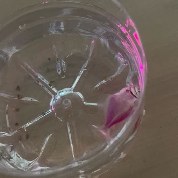 Eagle Pet Shop Bu Kadar Umursamazlık Olamaz.