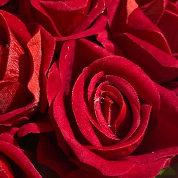 Gemrose Yapay Çiçekte Plastik Ve Uhu Kalıntıları Var