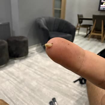 BİM Markette Kurtlu Ürünler