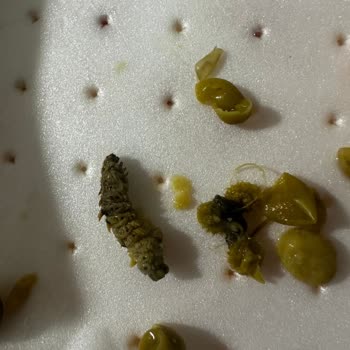 Tukaş Konserve Böcekli Çıktı!