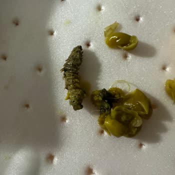 Tukaş Konserve Böcekli Çıktı!