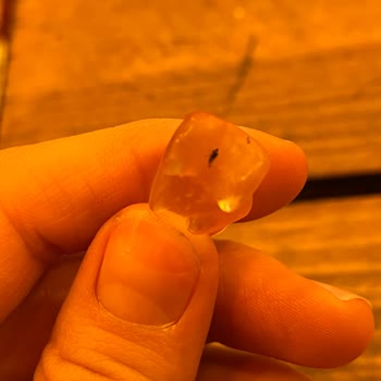 Haribo Jelibonunda Sinek Çıktı