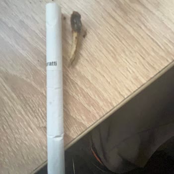 Marlboro Şirketinin Muratti Sigarasında Sorun Var İçinden Dal Çıkıyor