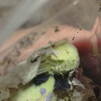 Botaniksan Baharat Paketlerinin İçerisinden Böcek Çıkması!