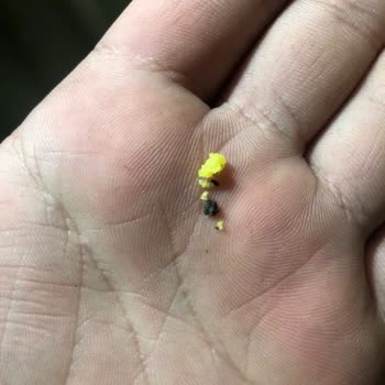 Gökçe Oralet Oraletin İçinden Çıkan Madde