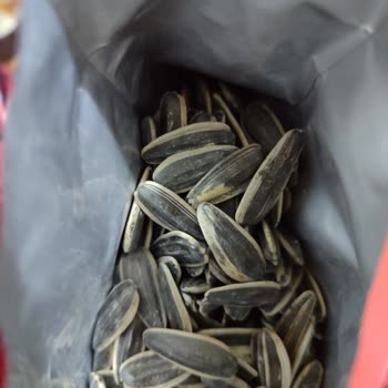 Tadım Ay Çekirdeği Bayat Ve Kokuyor