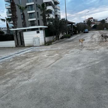Güzelbahçe Belediyesi Temizlik Eksikliği, Kendi Çöplerini Toplamıyor