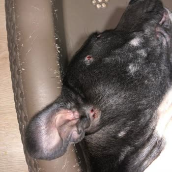 Staffturk Kennel Evcil Dostumun Sağlık Mücadelesi Ve Mağduriyeti!