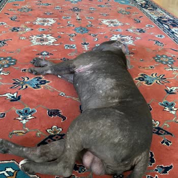 Staffturk Kennel Evcil Dostumun Sağlık Mücadelesi Ve Mağduriyeti!
