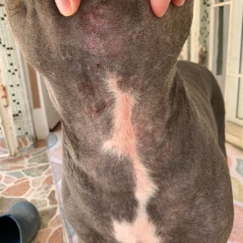 Staffturk Kennel Evcil Dostumun Sağlık Mücadelesi Ve Mağduriyeti!