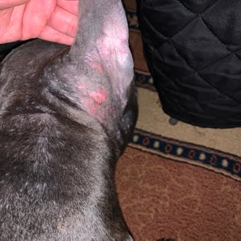 Staffturk Kennel Evcil Dostumun Sağlık Mücadelesi Ve Mağduriyeti!