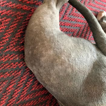 Staffturk Kennel Evcil Dostumun Sağlık Mücadelesi Ve Mağduriyeti!