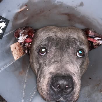 Staffturk Kennel Evcil Dostumun Sağlık Mücadelesi Ve Mağduriyeti!