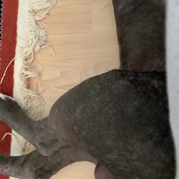 Staffturk Kennel Evcil Dostumun Sağlık Mücadelesi Ve Mağduriyeti!