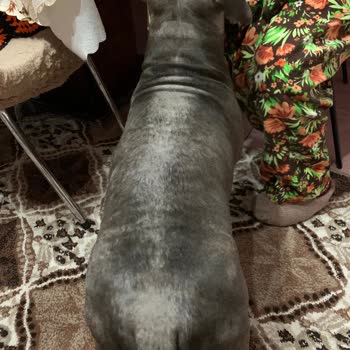 Staffturk Kennel Evcil Dostumun Sağlık Mücadelesi Ve Mağduriyeti!