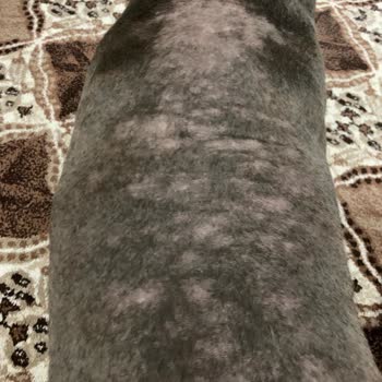 Staffturk Kennel Evcil Dostumun Sağlık Mücadelesi Ve Mağduriyeti!