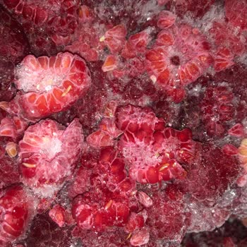 Metro Grossmarket Chef Kurtlanmış Frambuaz