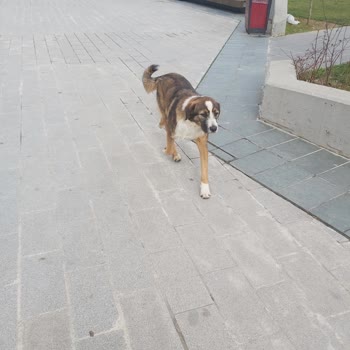 Üsküdar Belediyesi Yeşil Alan Yasağı