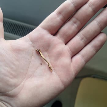 Philip Morris Mağduriyetimin Giderilmesini İstiyorum.