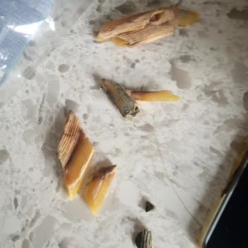 Nuh'un Ankara Makarnası Bozuk Makarna Şoku: Kalite Kontrol Eksikliği
