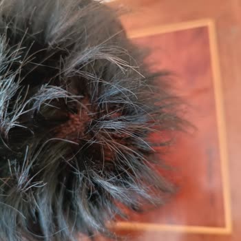 Hair Life Protez Saç Firmasından Şikayetçiyim