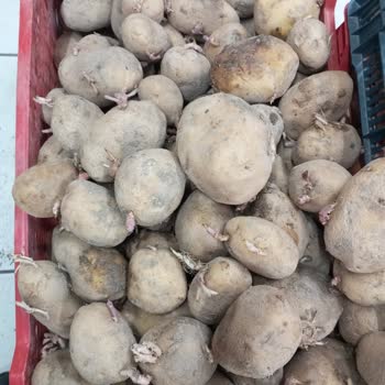 A101 Kalitesiz Ürün Hayal Kırıklığı