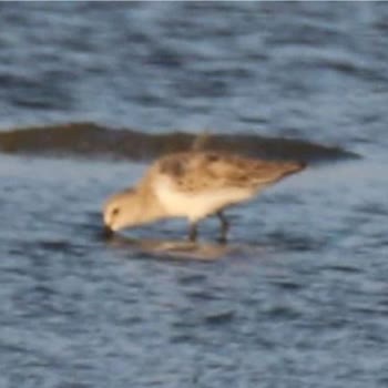 Instagram'a Yüklediğim Fotoğraflar Bulanık Oldu