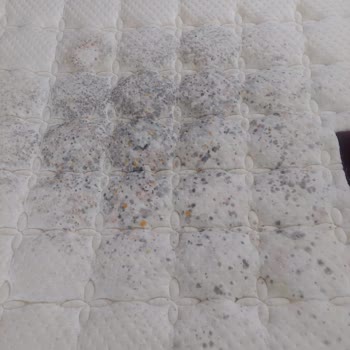 7 Aylık Yatsan Yatakta Küf Faciası