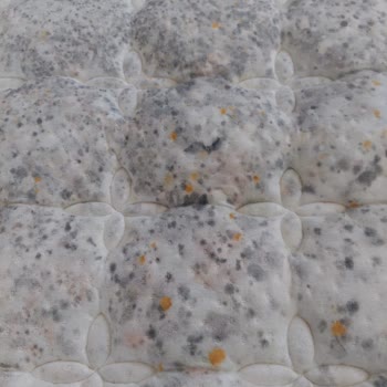 7 Aylık Yatsan Yatakta Küf Faciası