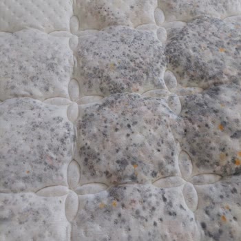 7 Aylık Yatsan Yatakta Küf Faciası