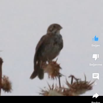 Youtube.com Kanalımda Net Paylaştığım Fotoğraflar Bulanıklaştı