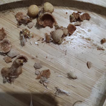 Çitlekçi Leblebiden Tuhaf Bir Madde Çıktı.