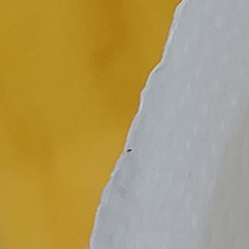 Tarım Kredi Kooperatif Market Tarım Kredi Kooperatifindeki Elit Marka Kağıt Havludan Böcek Çıktı