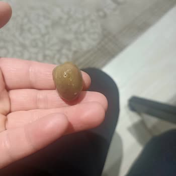 Ada Gross Zeytin Kurtlu Çıktı