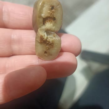 Ada Gross Zeytin Kurtlu Çıktı