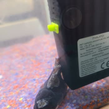 Von Alp Petshop Hastalıklı Balık Satıyorlar