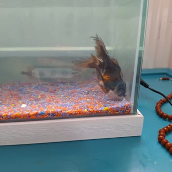 Von Alp Petshop Hastalıklı Balık Satıyorlar