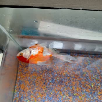 Von Alp Petshop Hastalıklı Balık Satıyorlar