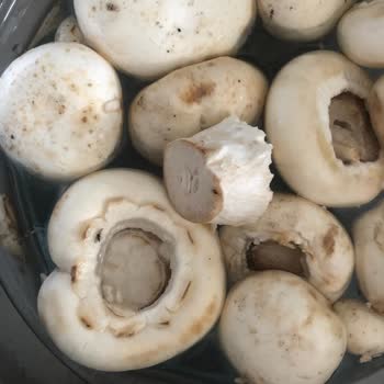 Saadet Mantar Bir Paket Sinek