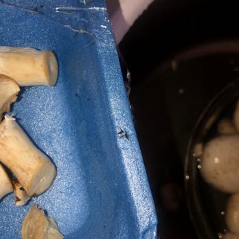 Saadet Mantar Bir Paket Sinek