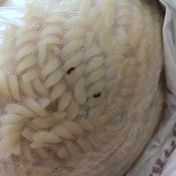 Mutlu Makarnadan Çıkan Böcek