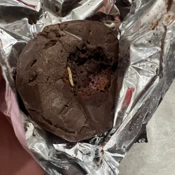 Torku Kekten Kurt Çıktı
